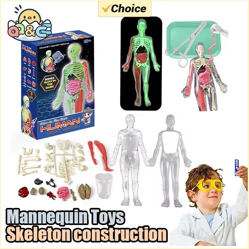인간 해골 기관 해부학 생물학 교육 모델 에이즈 어둠  - Model Kit Fantasy 리뷰 및 가격